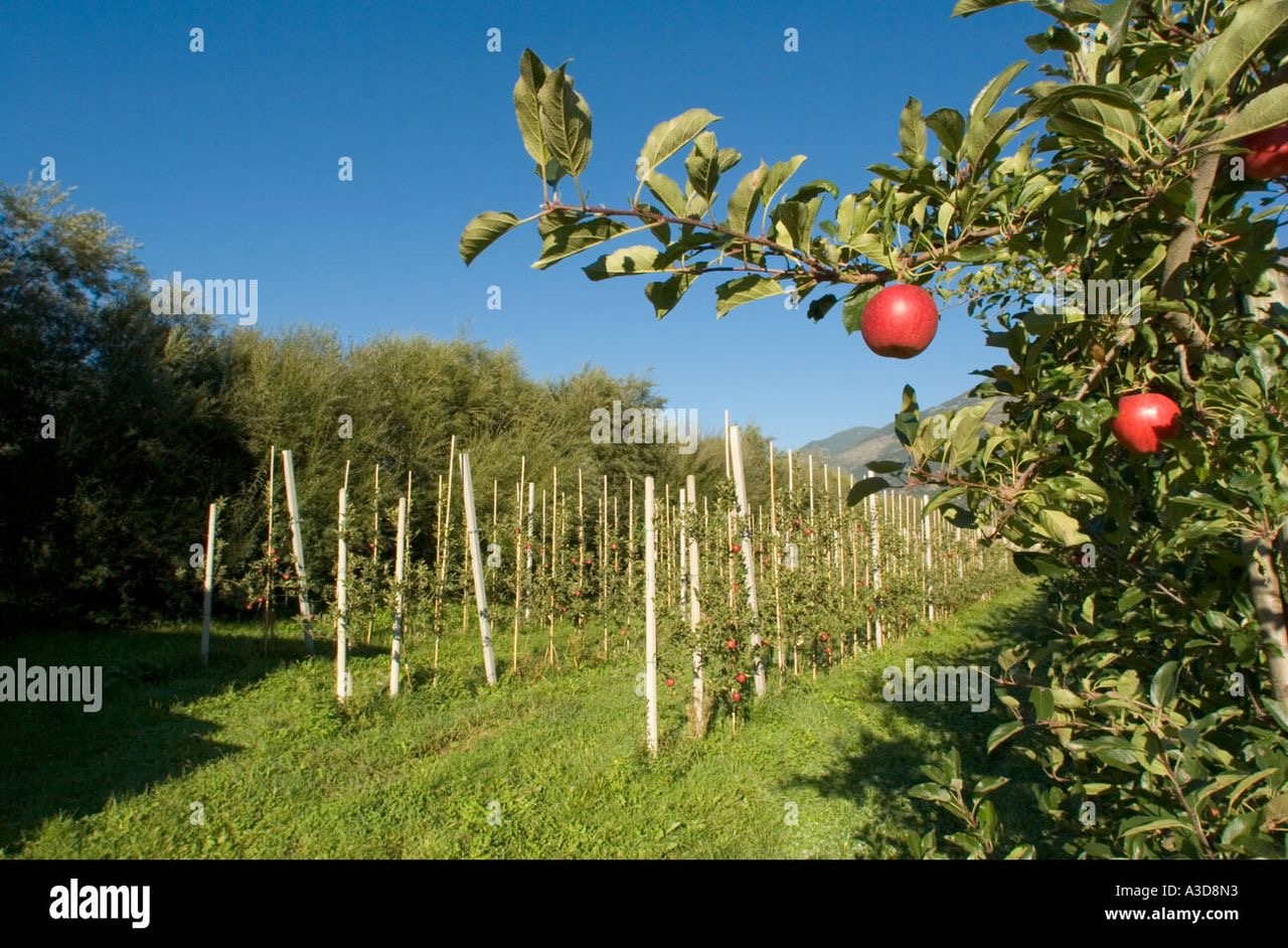 منتجات غذائية